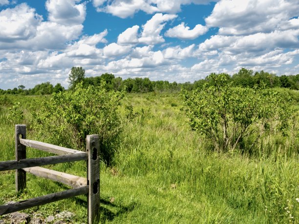 米尔溪湿地在西部俄亥俄州在6月，风景照片在自然与绿色的草和蓝天与篱笆在前景图片下载