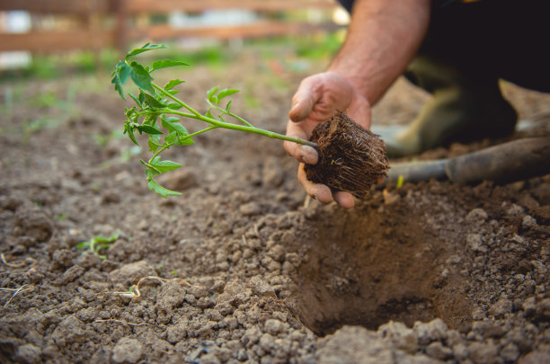 农民在有机花园里种植西红柿幼苗图片下载