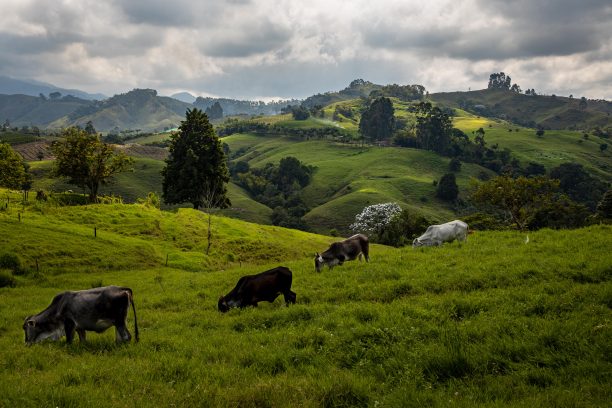 哥伦比亚咖啡轴心图片下载