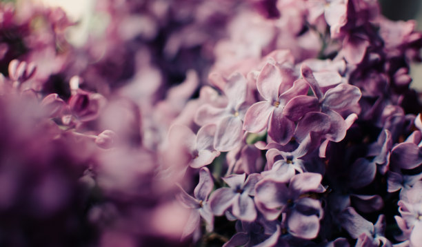 紫丁香详细图片，宏观，春天开花的植物。紫丁香花作背景。鲜花的背景。春季和夏季概念。图片下载