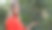 美丽女孩检查樱桃图片下载