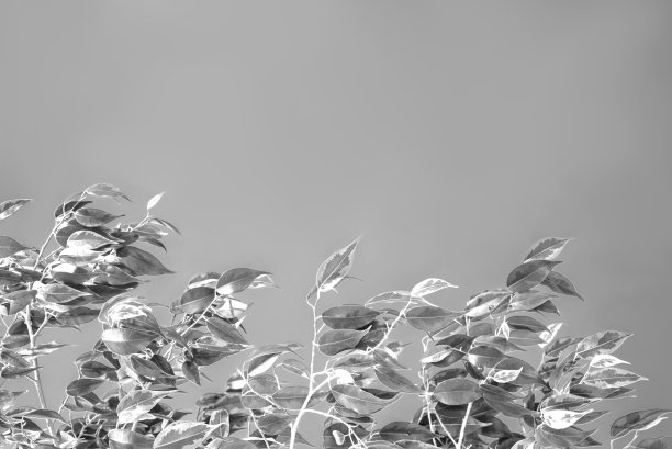 单色渐变背景与叶。图片下载