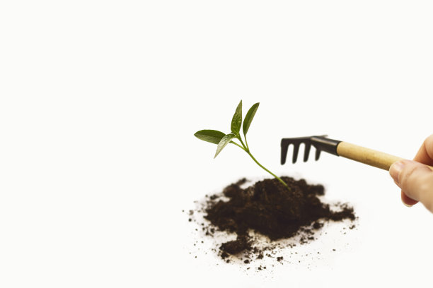 农业植物播种生长步骤概念在园林和阳光。微型工具种植小型室内植物。图片下载