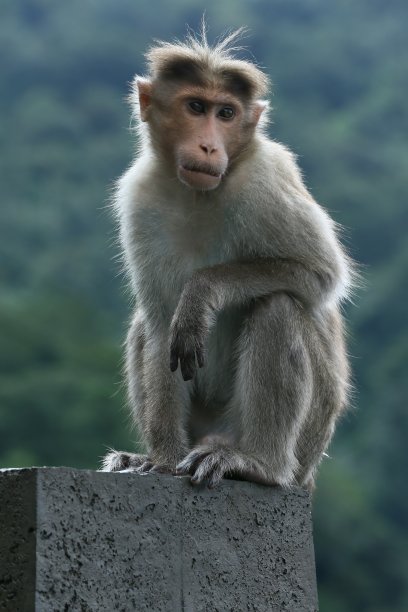 顽皮的小猴子图片下载