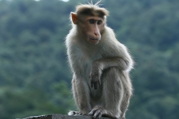 顽皮的小猴子图片下载