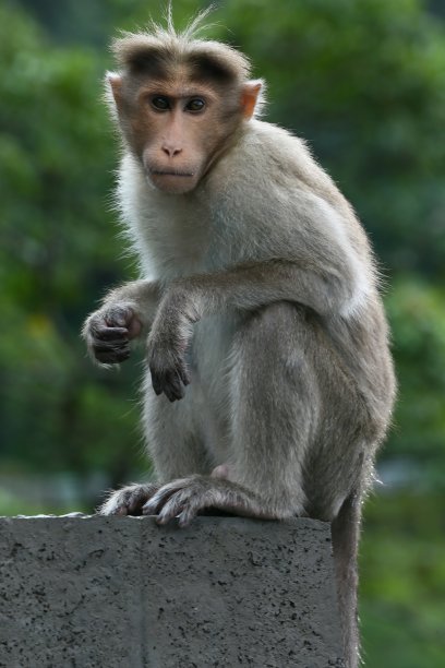 顽皮的小猴子图片下载