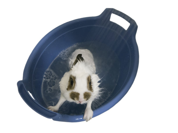 T在塑料洗脸盆上观看，俯视孤立图片下载