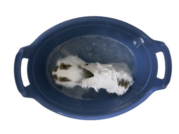 白色装饰兔用洗发水泡沫在塑料洗脸盆俯视图孤立图片下载