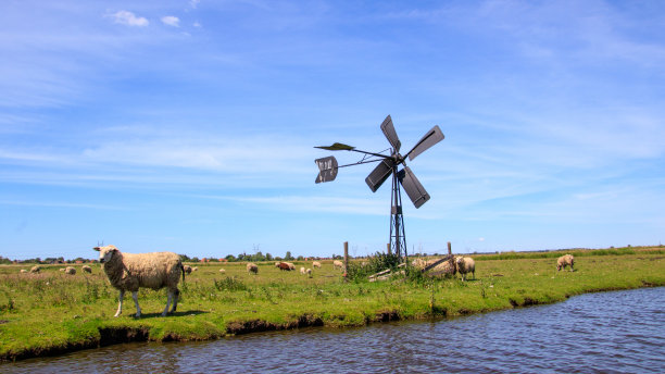荷兰的风景有蓝天、绵羊和经典的风车图片下载