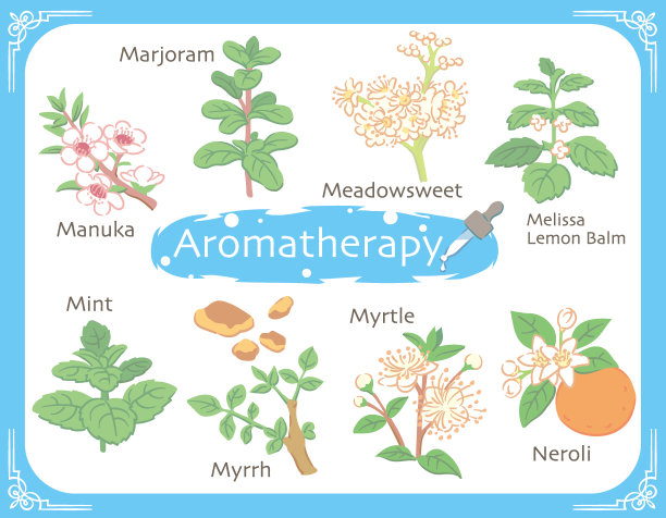 一组芳香的香草。矢量插图。图片下载