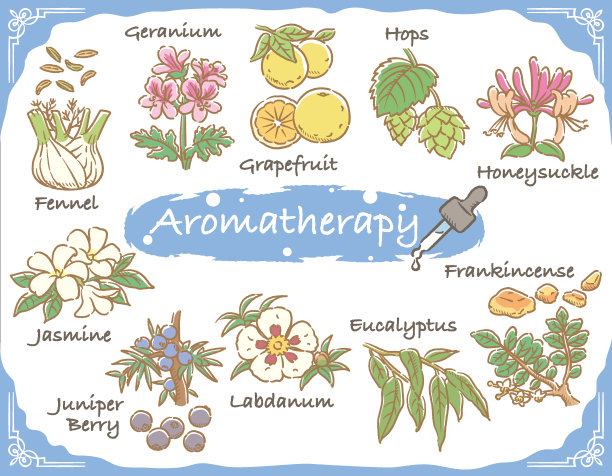 一组芳香的香草。矢量插图。图片下载