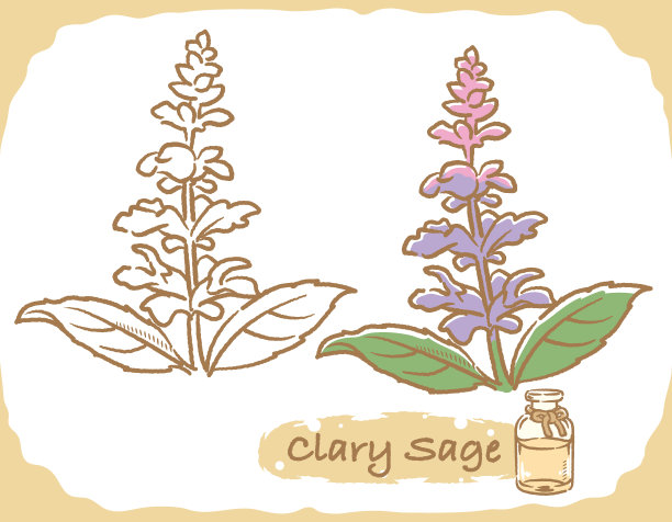 插图的鼠尾草和芳香疗法瓶。矢量插图。图片下载