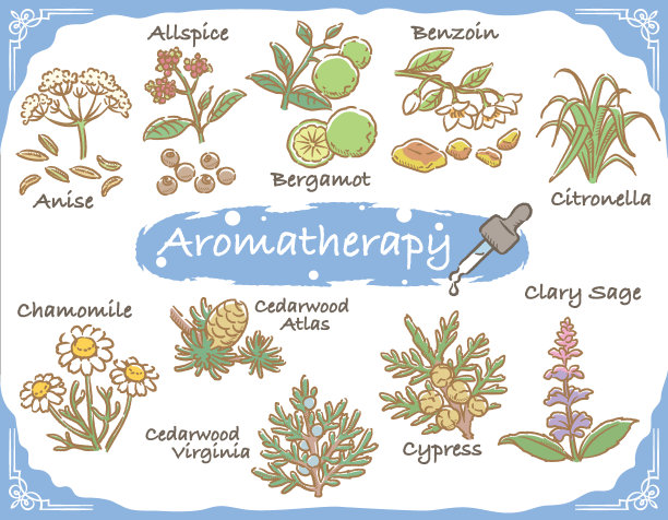 一组芳香的香草。矢量插图。图片下载