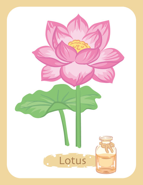 荷花和香薰瓶的插图。矢量插图。图片下载