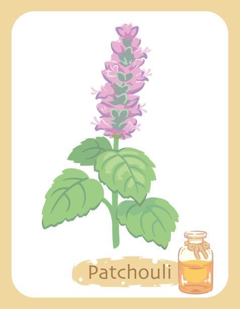 说明广藿香和芳香疗法瓶。矢量插图。图片下载