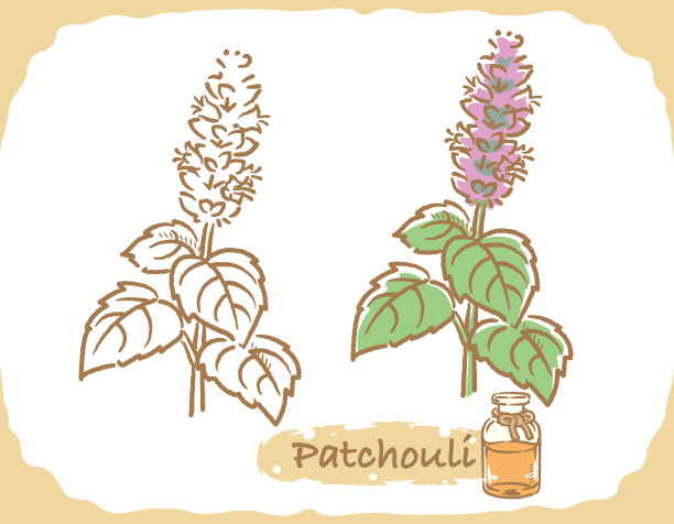 说明广藿香和芳香疗法瓶。矢量插图。图片下载