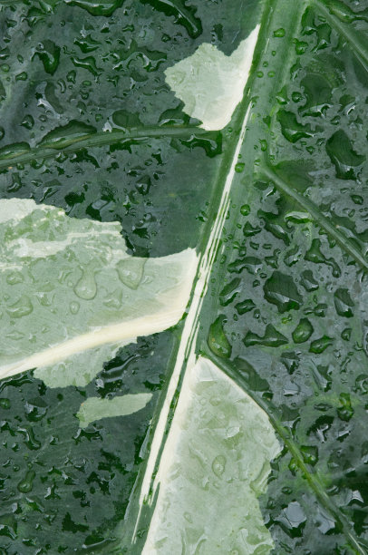 在叶子上滴水图片下载