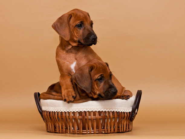 两只有趣的小狗坐在柳条篮子里，米色的背景图片下载