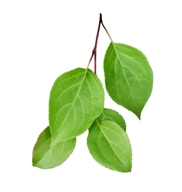 在白色背景上有淡绿色叶子的树的孤立的树枝。没有阴影图片下载