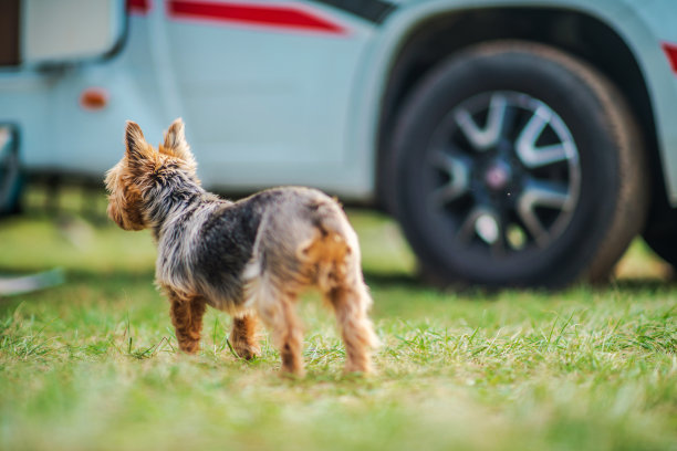 与狗狗一起旅行图片下载