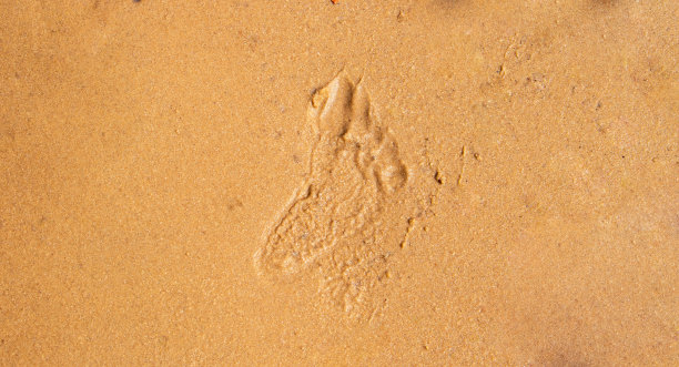 夏天日落时沙滩上孩子的脚印。休息的概念图片下载