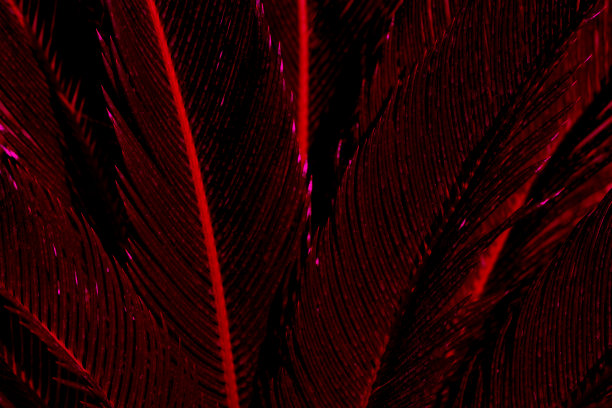红色棕叶图案纹理抽象背景。复制空间平面设计热带夏季概念。复古色调过滤效果色彩风格。图片下载