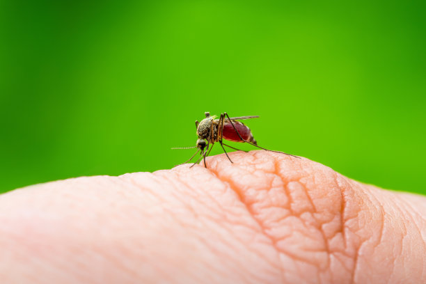 脑炎，黄热病，马雅罗病，疟疾或寨卡病毒感染库蚊寄生虫昆虫宏观绿色背景图片下载