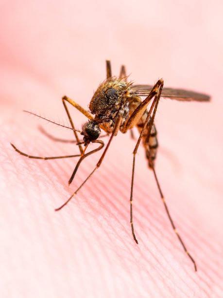脑炎，黄热病，疟疾，马雅罗或寨卡病毒感染库蚊寄生虫昆虫皮肤宏图片下载