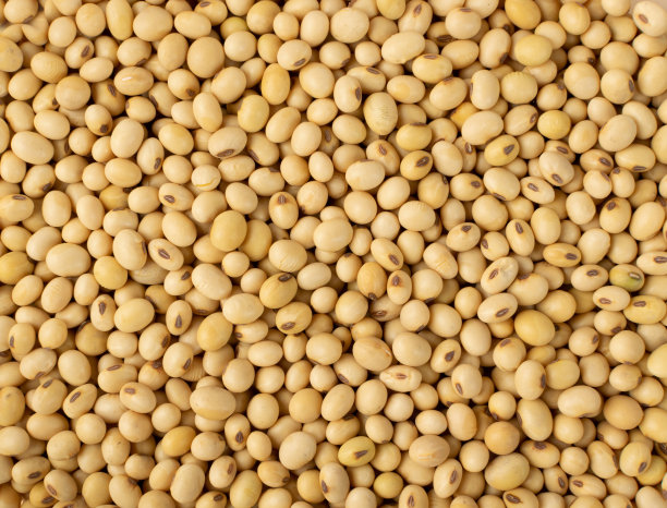 在白色背景下分离的脱水生大豆图片下载