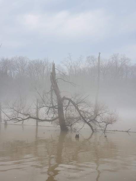 苍鹭在河里钓鱼图片下载
