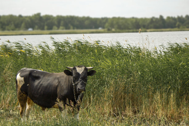 一头奶牛站在芦苇的背景上，芦苇生长在郊区的湖边，靠近乡村公路。图片下载