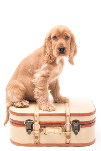 幼小的可卡犬幼犬孤立在白色背景下图片下载