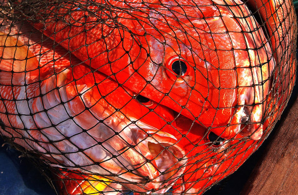 红色鲷鱼的特写图片下载