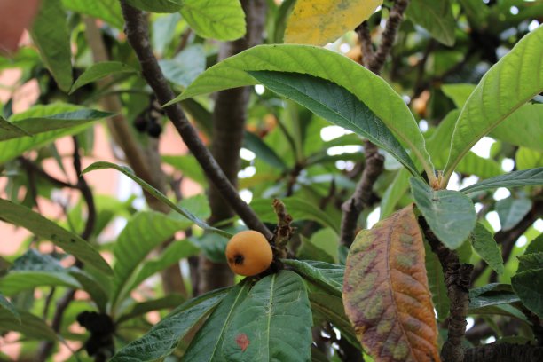 枇杷为枇杷，枇杷为枇杷，鲜枇杷为枇杷图片下载