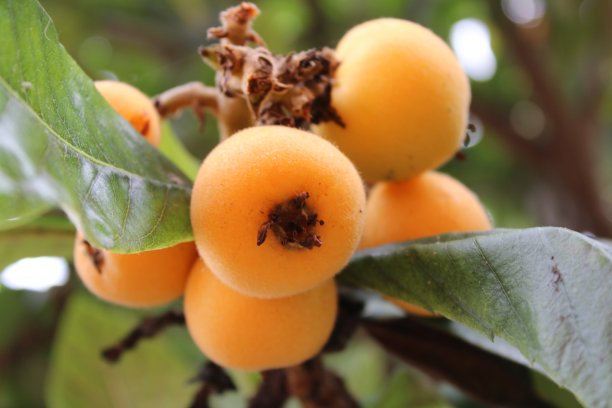 枇杷为枇杷，枇杷为枇杷，鲜枇杷为枇杷图片下载