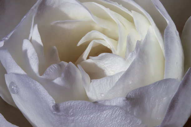 特写的白色中国玫瑰开花图片下载