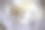 特写的白色中国玫瑰开花图片下载