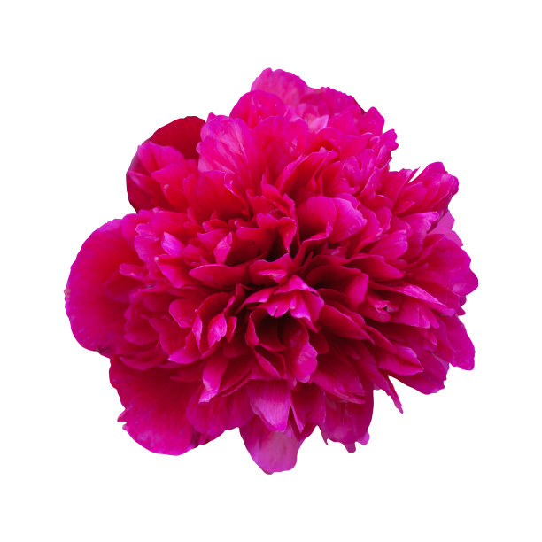 一朵孤立的深红色的牡丹花在白色的背景上图片下载