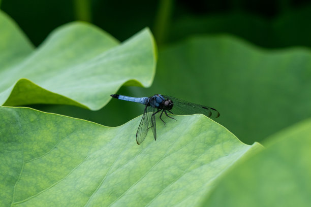 日本千叶市欧贺荷塘的蜻蜓图片下载