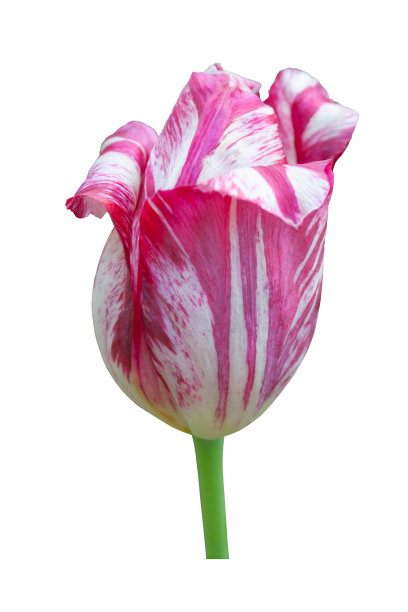 美丽的白色紫红色郁金香花在白色的背景。孤立。特写镜头。没有阴影。图片下载
