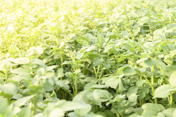 在春天的傍晚，马铃薯在地里生长图片下载