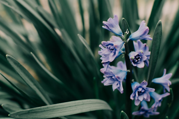春天的蓝色花朵在花园里图片下载