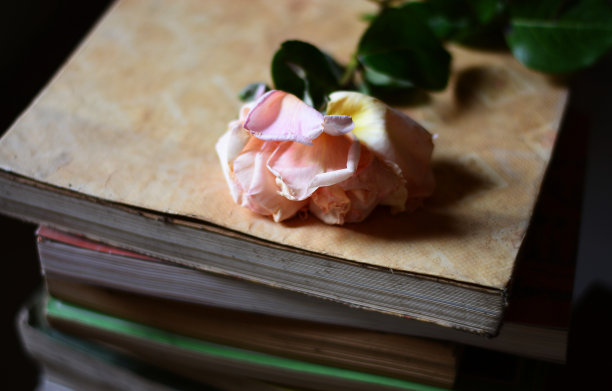 一朵玫瑰放在一堆书上图片下载