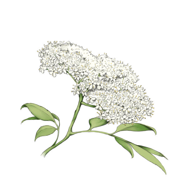 绿叶接骨木花图片下载