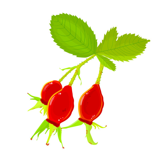 白色背景上孤立的带有红色浆果的蔷薇状枝。图片下载