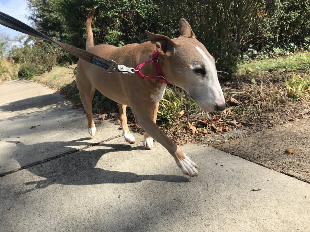 散步中的斗牛梗图片下载