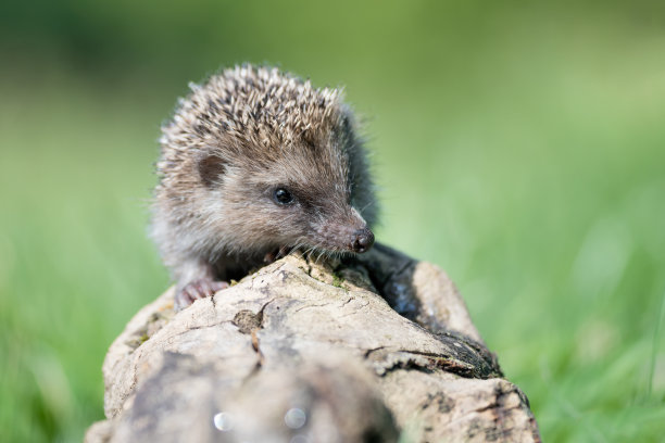 森林中的刺猬(厄里纳塞乌斯·欧罗巴)图片下载