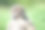 森林中的刺猬(厄里纳塞乌斯·欧罗巴)图片下载