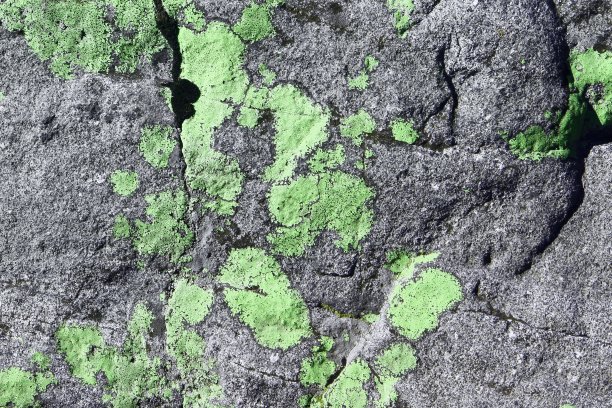 老粗糙的苔藓墙纹理-梦幻抽象的照片背景图片下载