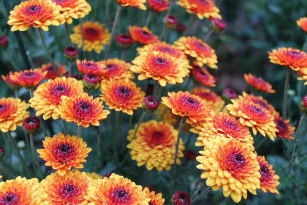 菊花盛开在花园里作为背景图片图片下载